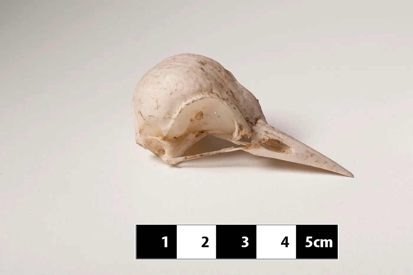 A small woodpecker skull with a long, pointed beak resting on a white surface beside a 5-centimeter scale bar
