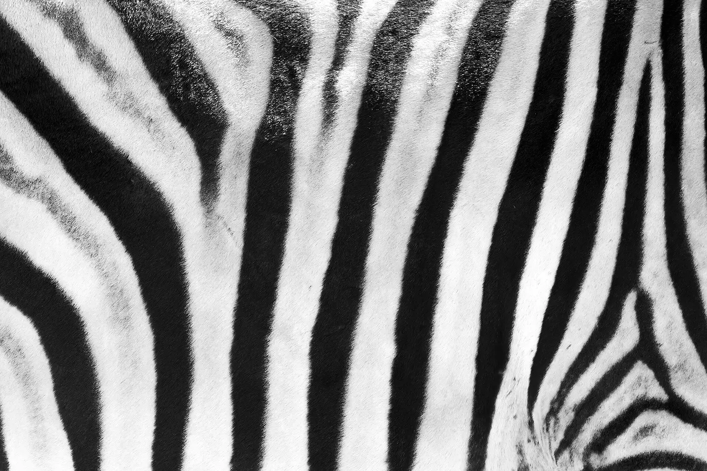 A close-up of zebra fur, with black and white stripes running in curves