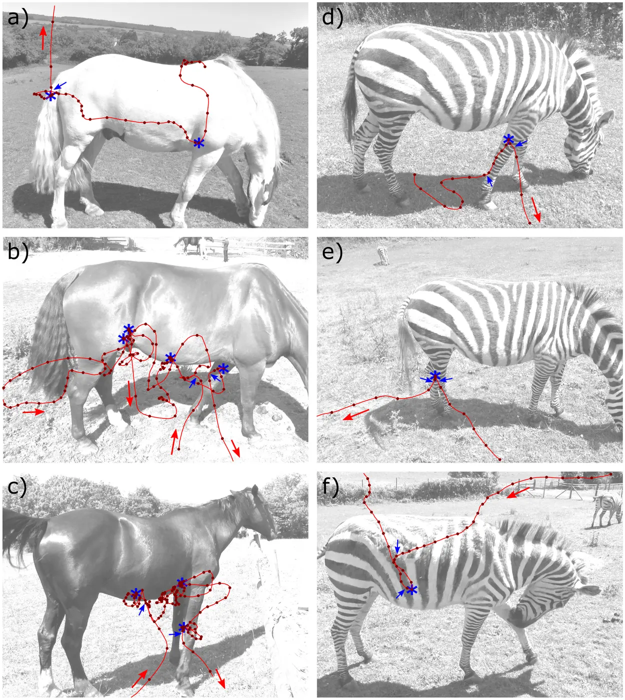 Six photos of horses and zebras with the flight paths of horseflies drawn on them as red lines